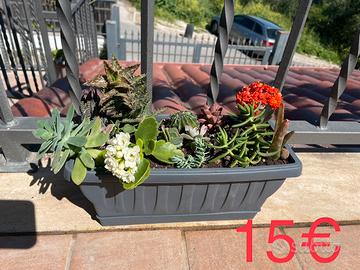 Composizioni piante grasse e succulente vari prezz