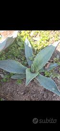 pianta di agave