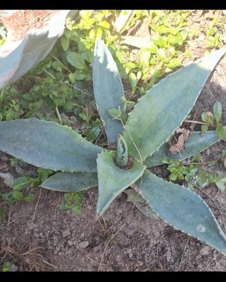 pianta di agave