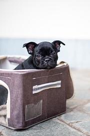 Cucciola di Bulldog francese