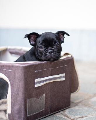 Cucciola di Bulldog francese