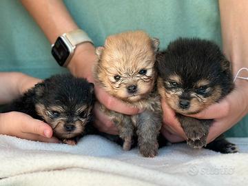 POMERANIA cuccioli da allevamento