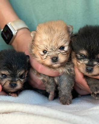 POMERANIA cuccioli da allevamento