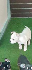 American bully cream