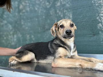 Mocaccino 5 mesi timidi taglia media