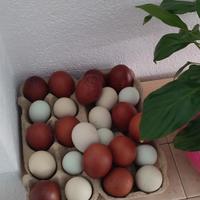Galline