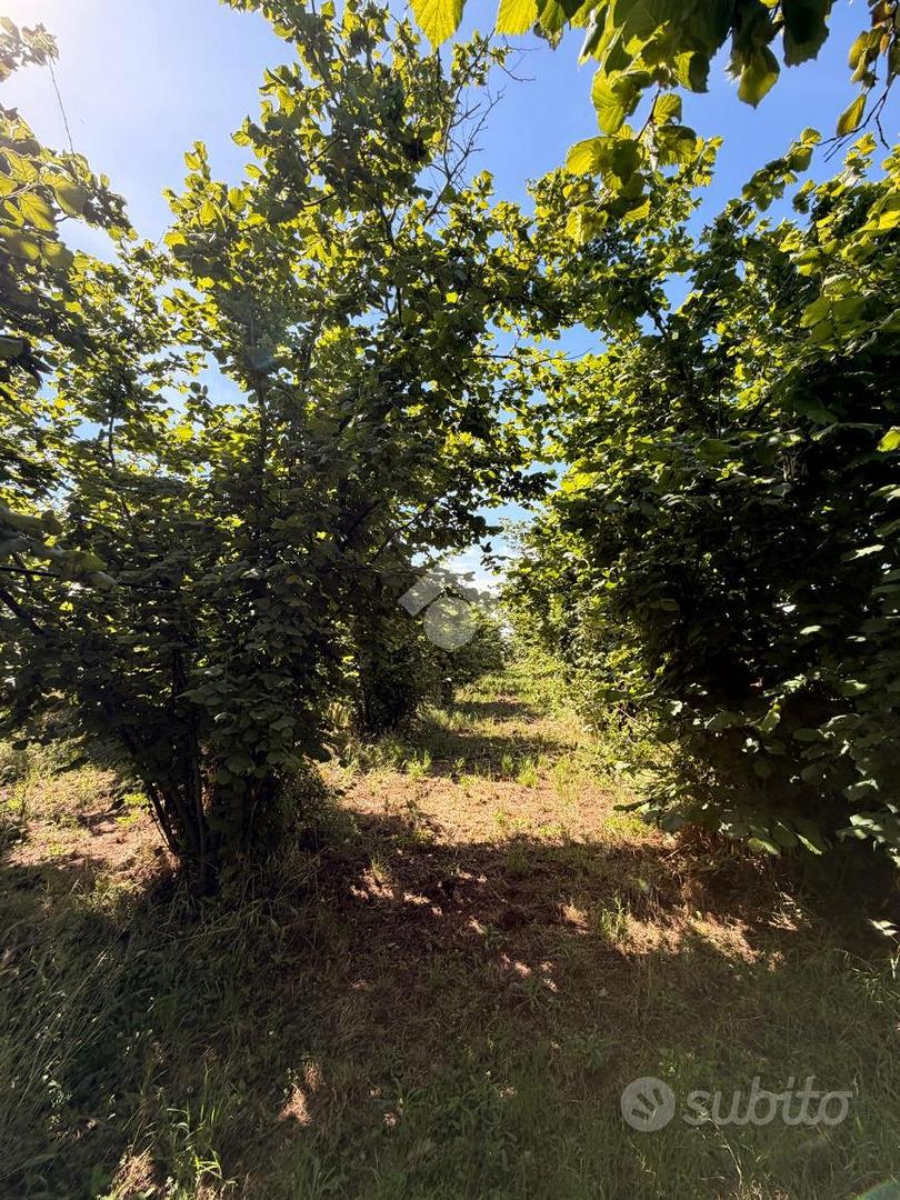 TER. AGRICOLO A GALLESE - Vista 2