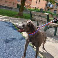 Staffordshire bull terrier