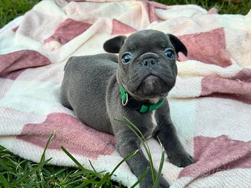 Bulldog francese maschio blue