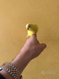 Cocorita allevata a mano