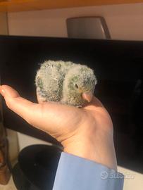 Pappagallo parrocchetto monaco