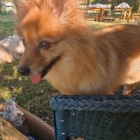 Pensione per cani