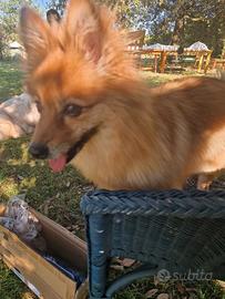 Pensione per cani