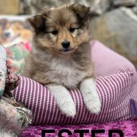Cuccioli shetland
