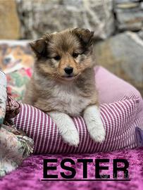 Cuccioli shetland