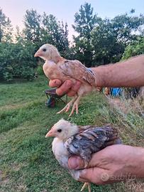 Pulcinotti di Araucana