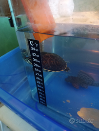 Piccola Tartaruga Acquatica