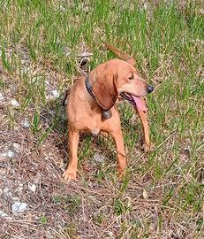 Segugio dell'Appennino