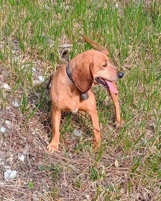 Segugio dell'Appennino