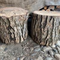 Tronco albero da noce