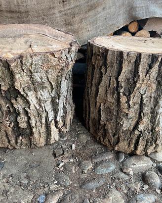 Tronco albero da noce