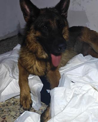 Cuccioli di pastore tedesco con pedigree