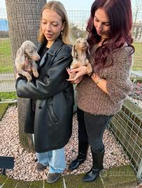 Cuccioli di Bassotto