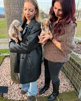 Cuccioli di Bassotto