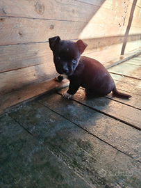 Cicciolo maschio taglia piccola