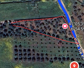 Terreno uliveto 2000mq