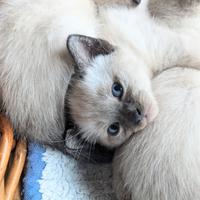 Gattini Siamesi thai
