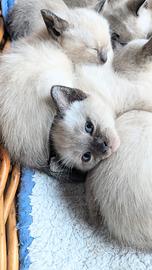 Gattini Siamesi thai