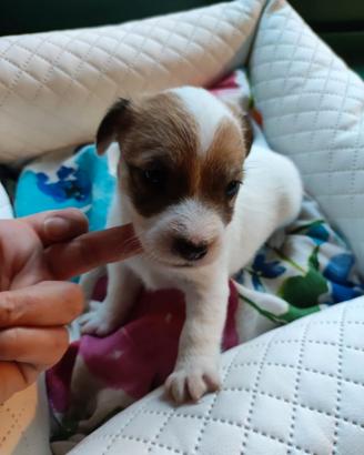Jack Russell cuccioli vivacissimi
