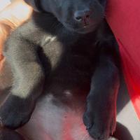 Cuccioli di labrador