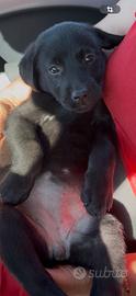 Cuccioli di labrador