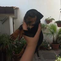 Pincher toy