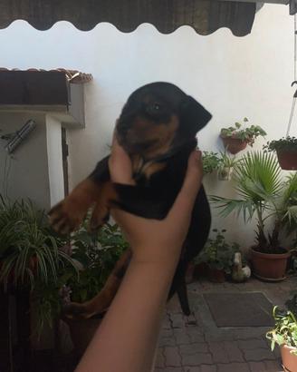 Pincher toy