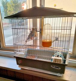 Cocorita maschio +gabbia e accessori