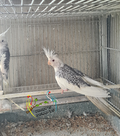 Coppia riproduttiva calopsite fallow