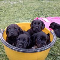 Cuccioli spaniel tedesco