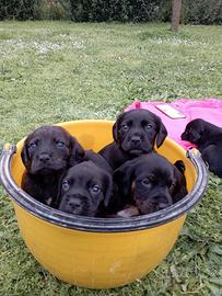 Cuccioli spaniel tedesco