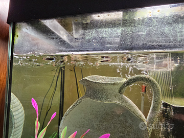 Pesci guppy e conchigliette con mollusco