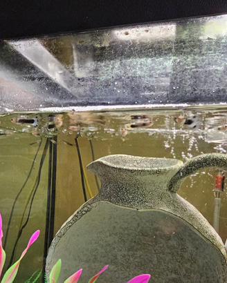 Pesci guppy e conchigliette con mollusco