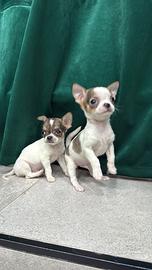 Chihuahua mini toy