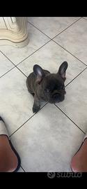 Bulldogue francese