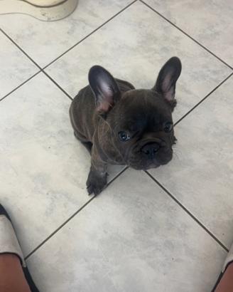 Bulldogue francese