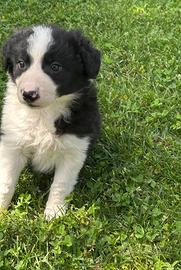 Cuccioli di Border Collie