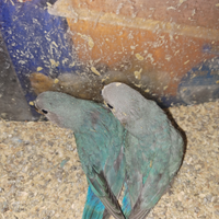 Pappagalli allevati a mano