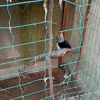 Coppia fagiami reale