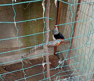 Coppia fagiami reale